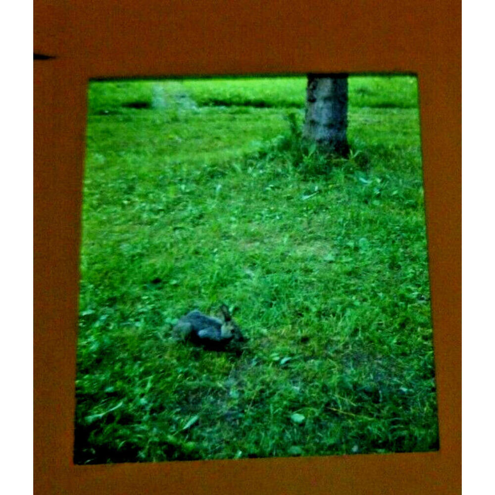 Vintage 1970 Snowshoe Rabbit Stereo Slide‎ Lake of the Woods Wildlife Photo